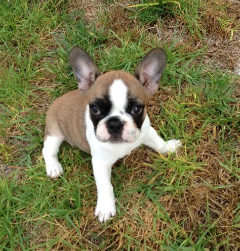 The french bulldog is a top heavy breed. dr. marika zoll | French Bulldogs in Los Angeles