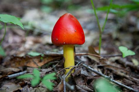Filespring Mushroom Forest Floor Macro West Virginia Forestwander