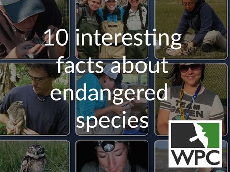 10 Interesting Facts About Endangered Species Wildlife Preservation