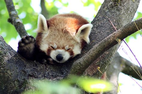 A Small Red Panda Wallpapers High Quality Download Free