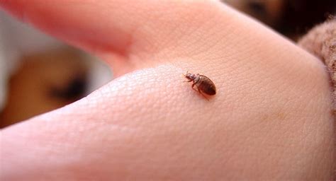 How To Find Bed Bugs In A Hotel Room My Greenery Life