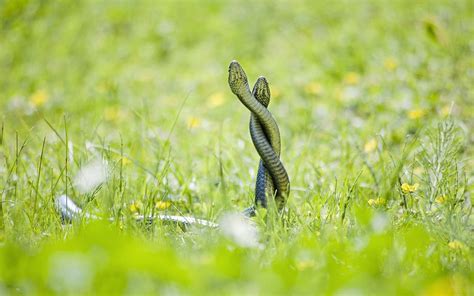 Serpiente Snake Wallpaper Snake Snake In The Grass My Xxx Hot Girl