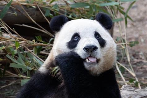 Close Up Cute Fluffy Panda In South Korea Stock Photo Image Of Cute
