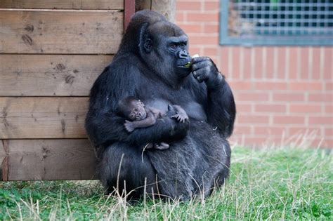 Rare Baby Western Lowland Gorilla Born In Twycross Zoo Leicestershire