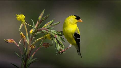 American Goldfinch Sounds Youtube