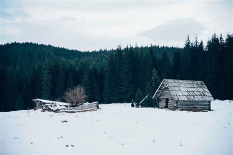 A Wooden Cabin And A Derelict Shack Near A Pine Forest On A Winters Day