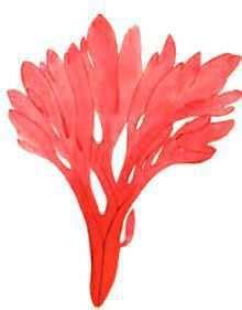 Встречается на северном кавказе под пологом букового леса на рыхлой перегнойной почве. Подснежник Борткевича | Красная книга России