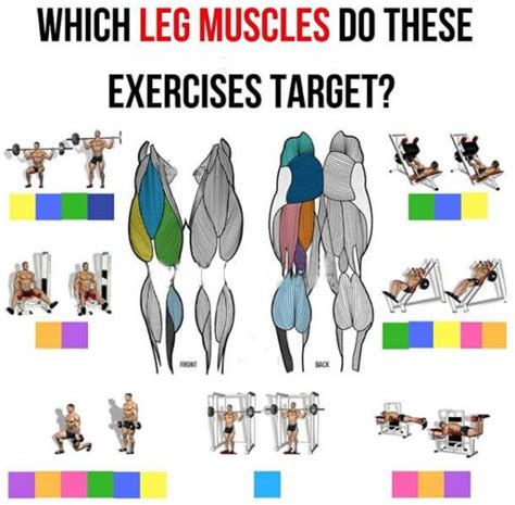 Which Leg Muscles Do These Exercises Target Must Read This