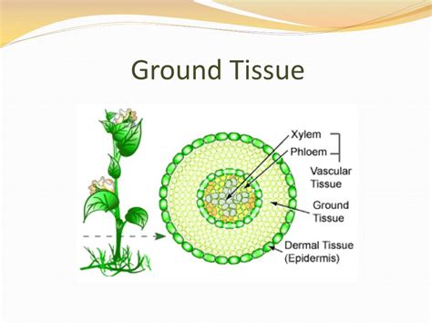 PPT Plant Tissues Basic Cell Types PowerPoint Presentation ID 6904138