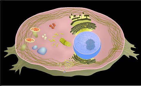Maybe you would like to learn more about one of these? Mr. Forde - Life Science: Animal Cell and PLant Cell ...