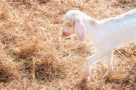 A White Goats In Farmbaby Goat In A Farm Stock Photo Image Of Happy