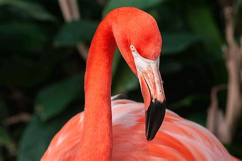 How Many Species Of Flamingos Live In The World Worldatlas