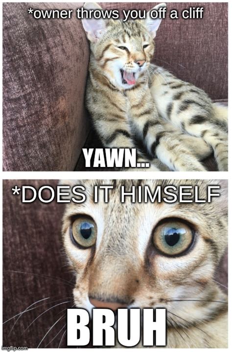 Cat Meme Imgflip