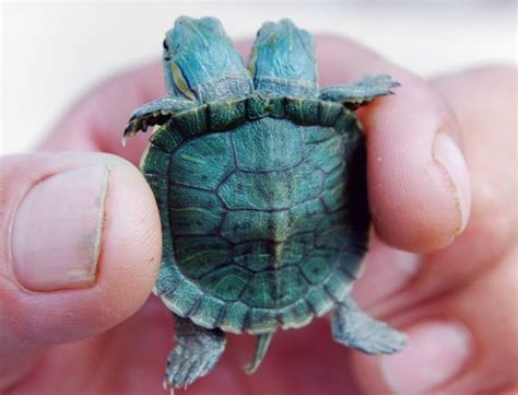 Mini Turtle Pet Uk Pets Animals Us