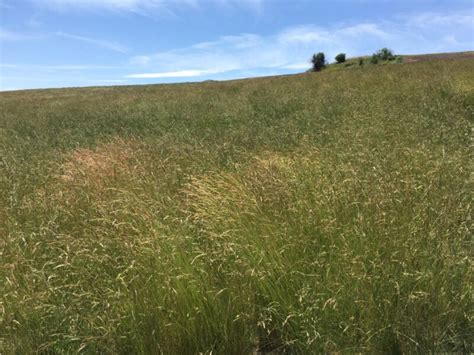 Creeping Red Fescue Great Basin Seeds