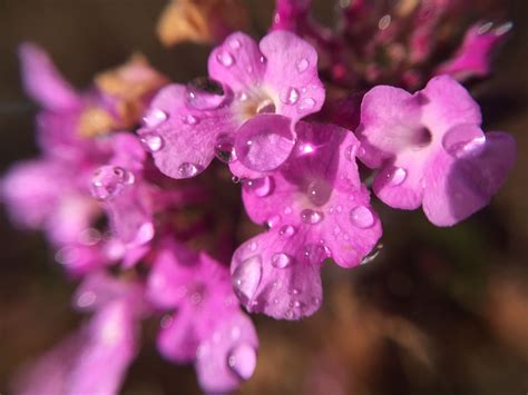 Some Pink Flowers With Water Droplets On Them