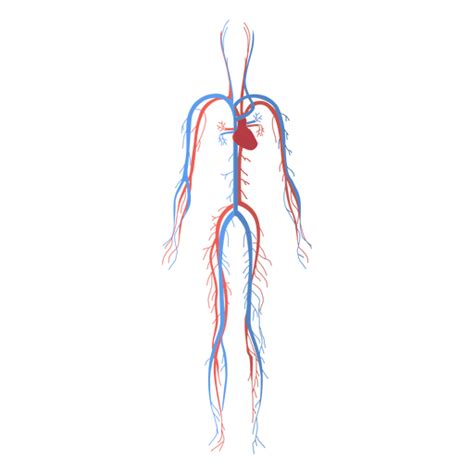 Circulatory System Transparent Png Pic Sistemas Del Cuerpo Humano