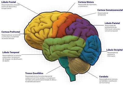 El Mapa Cerebral Evox ¿qué Es Y Cómo Funciona