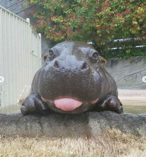 Babyanimalsthis Water Potato Just Too Cute 😍 Cute Hippo Cute