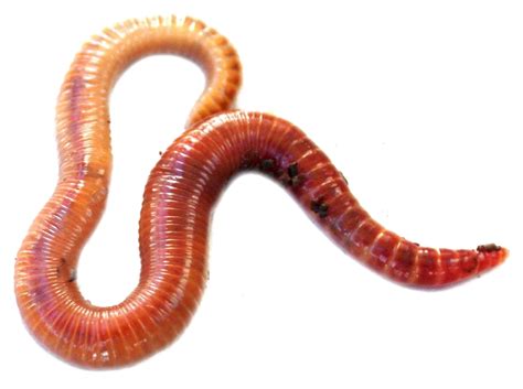 Worms Png Hd Quality Png Play