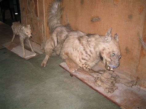 20 Of The Worst Taxidermy Animals Ever Created