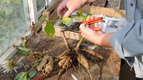 How To Store Dahlia Tubers A Simple Step By Step Guide Gardeningetc