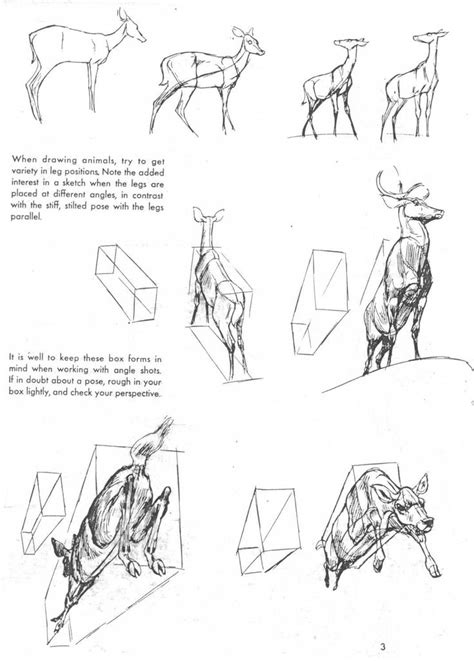 How To Draw Deer Legs Draw Easy