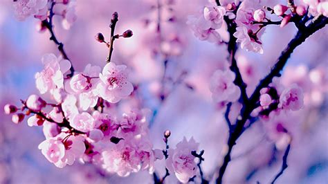 Cherry Blossom Laptop Wallpapers Top Free Cherry Blossom Laptop
