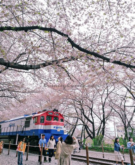 Tempat Menarik Ketika Musim Bunga Di Korea Jinhae Cherry Blossom