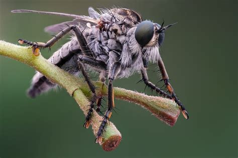 1371898 4K 5K Eutolmus Rufibarbis Flies Insects Closeup Rare