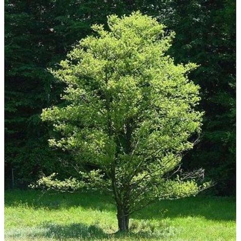 Black Alder Tree Seeds In 2020 Alder Tree Tree Seeds Trees To Plant
