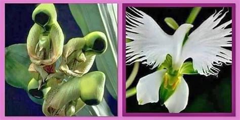 Flower Of The Holy Spirit Transforms From Saint To Dove Tech Arp