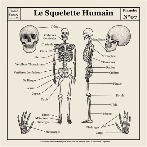 Apprentissage De L Anatomie Du Squelette Types D Os My Xxx Hot Girl