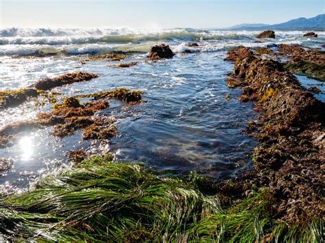 What Is The Intertidal Zone American Oceans