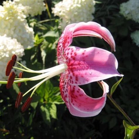 For girls aged 6 to 14 years & womans fashion. Lilies or a Lily can kill your cat within hours! | HubPages