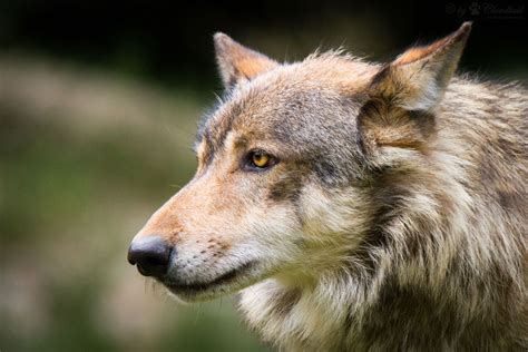Types Of Wolves Eastern Wolf