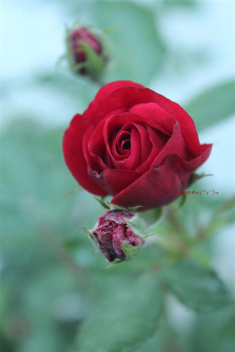 Lovely Red Rose By Khrys90 On Deviantart