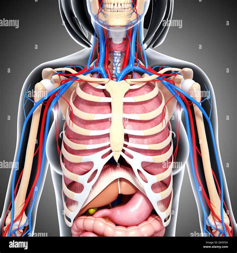 Female Chest Anatomy Hi Res Stock Photography And Images Alamy