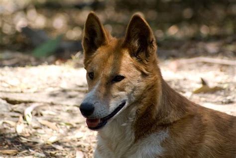 Pies Dingo Canis Lupus Dingo Dinoanimalspl