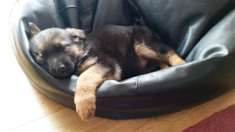 Train your puppy to have social skills. How to Train 8 Week Old German Shepherd Puppy: Beginners ...