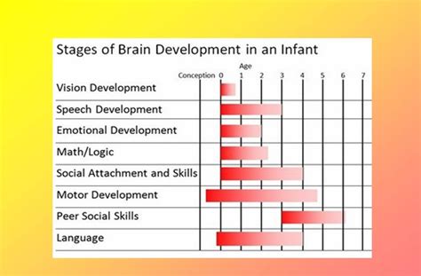 Give You Child A Winning Edge Stages Of Brain Development In An Infant