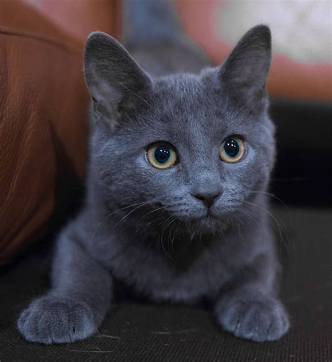 She Puts The Blue In Russian Blue X Post Aww Cats