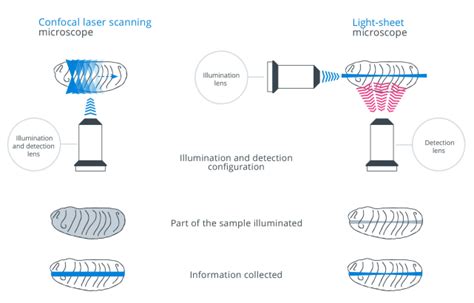 What Is Light Sheet Microscopy Bruker