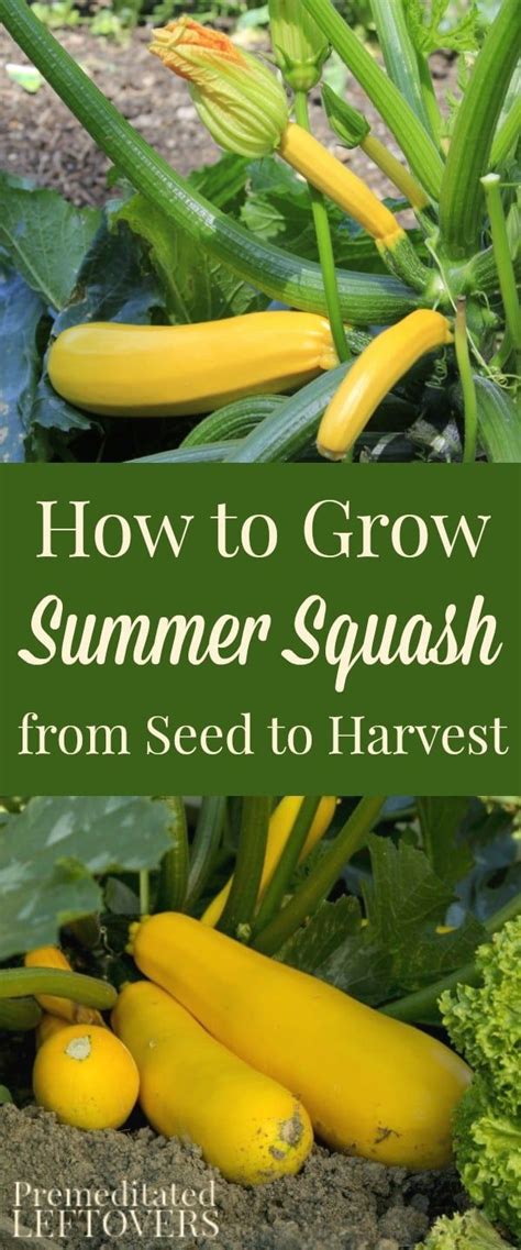 How To Grow Summer Squash In Your Garden Including Gardening Tips On