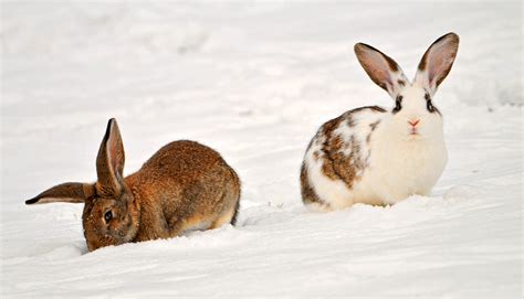 Two Rabbits In The Snow This Is A Picture I Took Walking N Flickr