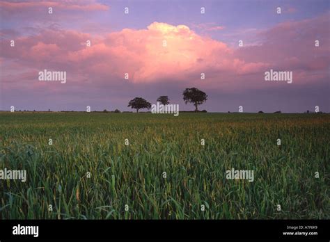 Three Trees And Field Cranfield England Stock Photo Alamy