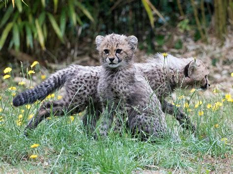 Cheetah cubs emerge from their den for the first time | Shropshire Star