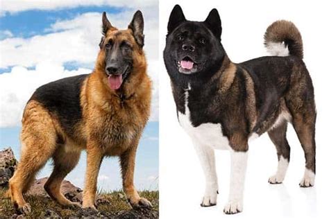 Find akita shepherd dogs and puppies from west virginia breeders. German Shepherd Akita Mix: How to See As Family Dog | Anything German Shepherd