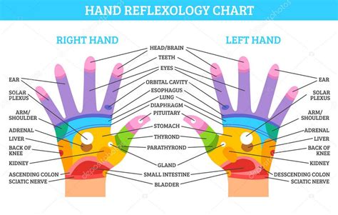 Reflexology Left Hand Hand Reflexology Chart — Stock Vector