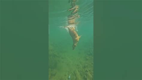 Dogs Swim In Water 🐕‍🦺 Animals Youtube